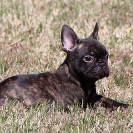 Barney - Brindle male French Bulldog puppy in Winnsboro, Texas from JP Ranch Bulldogs