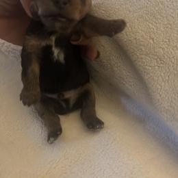 Boy 5 - Black and gold male Yorkshire Terrier puppy in Hilluard, Ohio from BR’s Yorkshire Terriers