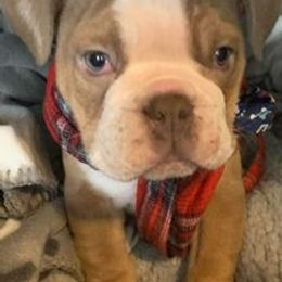 Olde English Bulldogges from Envyus Kennels