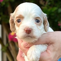 Bonnie - Red roan female Cockapoo puppy in Mocksville, North Carolina from Little Bear Doodles