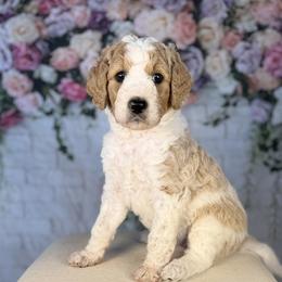 Jules - Parti female Goldendoodle puppy in Cedar Falls, Iowa from Northeast Iowa Doodles