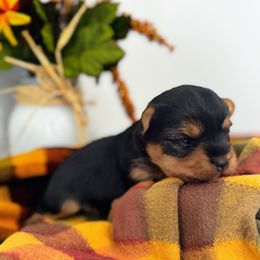 Puppy 2 - Blue and gold female Yorkshire Terrier puppy in Indiana from Narnian Yorkies