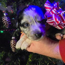 Dancer - Blue merle female Miniature Australian Shepherd puppy in Arlington, Texas from CopperHead Aussies
