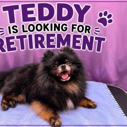 Teddy - Black and tan male Pomeranian puppy in Childersburg, Alabama from A Sample Of Gods Love Kennels