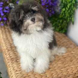 Amara - Bernedoodle