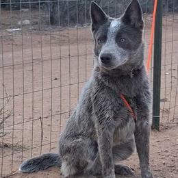 Rudo (PET ONLY) - Blue speckled female Australian Cattle Dog puppy in Marana, Arizona from Impact 3rd Australian Cattle Dogs