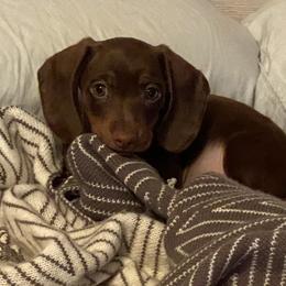 Ella - Dachshund