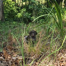 Jiji - Liver and white female German Wirehaired Pointer puppy in Rockingham, North Carolina from Fleetwood German Wirehaired Pointers