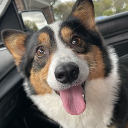 Willow  - Pembroke Welsh Corgi