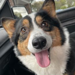 Willow  - Pembroke Welsh Corgi