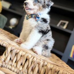 Aussiedoodle, Bernedoodle, and Sheepadoodle Puppies from DeAnna’s Doodles