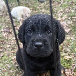 Labrador Retriever Puppies from Whiskey Mountain Labradors