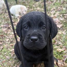 Labrador Retriever Puppies from Whiskey Mountain Labradors