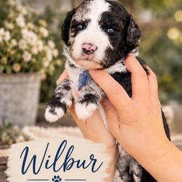 Wilbur - Merle male Whoodle puppy in Knoxville, Tennessee from Fleury Farm Doodles TN