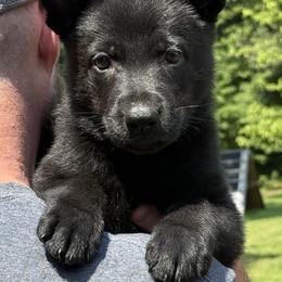 Pike Red Male - Black male German Shepherd puppy in Buffalo, West Virginia from Z Tykev Vino LLC