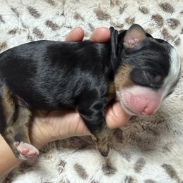 Ocean - Tri-color male Bernedoodle puppy in El Campo, Texas from Little Fur Friends Bernedoodles