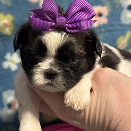 Nix - Red and white female Shih Tzu puppy in Sharon, Pennsylvania from Keystone Danes and Shih tzus