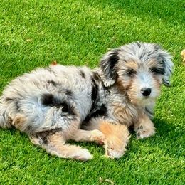 Bernedoodle, Goldendoodle, and Poodle Puppies from JensenBelle Doodles