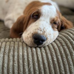 Basset Hound Puppies from Hill Top Basset Hounds & Great Pyrenees