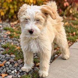 Candy - Yellow and white female Bernedoodle puppy in Springville, Utah from Oodles of Bernedoodles