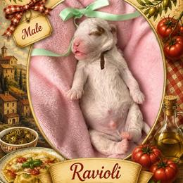 Ravioli - Parti male Goldendoodle puppy in Miami, Florida from Jade’s Paws & Co. Of Miami LLC