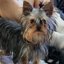 Tootsie - Yorkshire Terrier