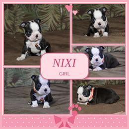 Nixi - Black brindle and white female Boston Terrier puppy in Brooksville, Florida from I Love Pups