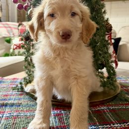 Brown Collar - Apricot male Goldendoodle puppy in San Augustine, Texas from Vintage Doodles