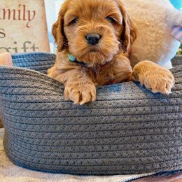 Cockapoos and Cocker Spaniels from Fresh Mojo Farms&Paws
