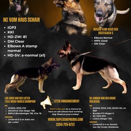 TBD - Sable male German Shepherd puppy in Newville Al, Alabama from Triple S DDR German Shepherds