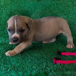 Red Collar - Gray and fawn male Cane Corso puppy in Catawba, North Carolina from Catawba Cane Corso