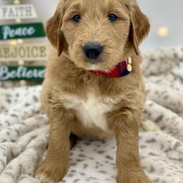 Goldendoodle Puppies from Cane Creek Goldendoodles