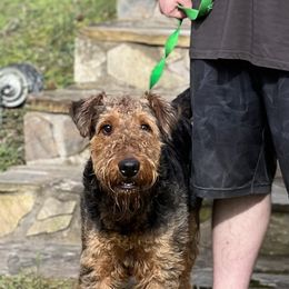 Airedale Terrier Puppies from Beitzel Airedales