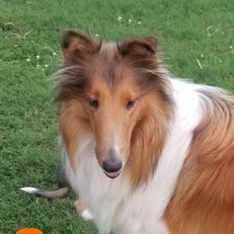Honey - Collie