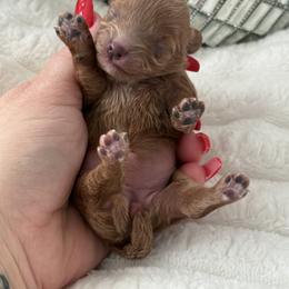 Margo - Red  female Poodle puppy in Fredericktown, Missouri from Doodle Pups Fur-Ever