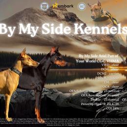 Doberman Pinscher puppies from By My Side Germans Shepherds & Dobermans