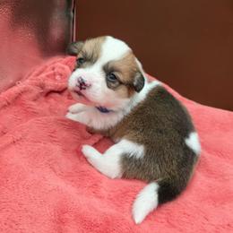 Rolex - Red male Pembroke Welsh Corgi puppy in Charleroi, Pennsylvania from Twilight Hollow Corgis