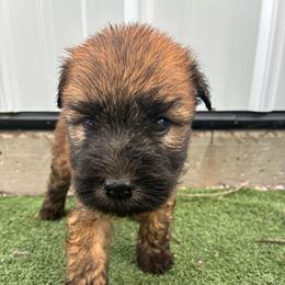 Gerald - Wheaten male Soft Coated Wheaten Terrier puppy in Nokomis, Illinois from Windhill Wheatens