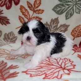 Boy 1 - Brindle and white male Shih Tzu puppy in Bishop, California from Shih Tzu G-ma