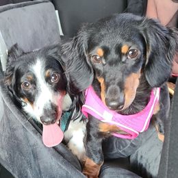 Dachshunds from Dachshunds