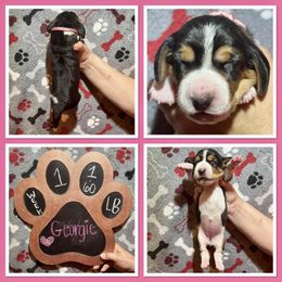 Pink collar female - Black brown and white female Basset Hound puppy in Hamilton, Indiana from Cam’s Country Bassets