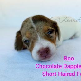 Roo - Dapple female Dachshund puppy in Quitman, Mississippi from S-and-A Kennels
