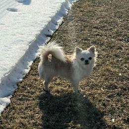 Chihuahua puppies from Rossmoyne Chihuahuas