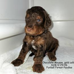 Chocolate Mousse (Gold collar) - Sable male Poodle puppy in Santa Cruz, California from Furball Forest Poodles