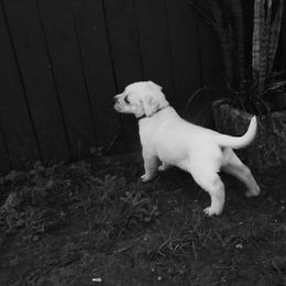 Labrador Retriever Puppies from Aisling Labradors of N.E. Florida