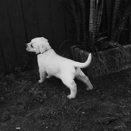 Labrador Retriever Puppies from Aisling Labradors of N.E. Florida