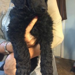 Poodle Puppies from Cadeau Standard Poodles