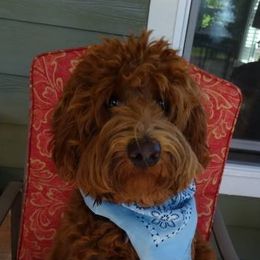 Kit Kat - Australian Labradoodle