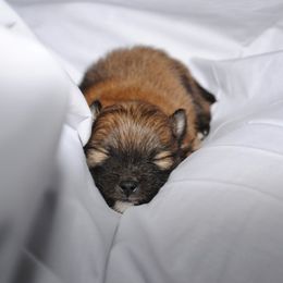 Pomeranian Puppies from DeMi Poms