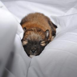 Pomeranian Puppies from DeMi Poms